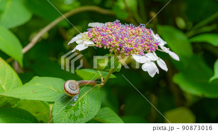 かたつむりと紫陽花の花5 90873016