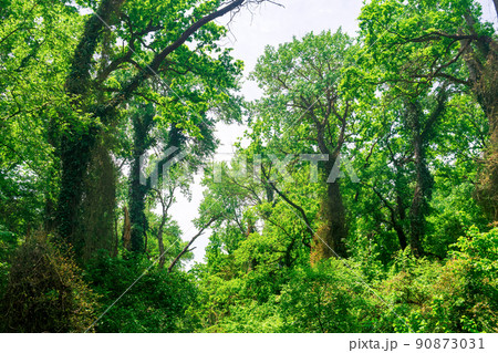 liana-covered trees in a subtropical broadleaf forest in the delta of the Samur River liana-covered trees in a subtropical broadleaf forest in the delta of the Samur River 90873031