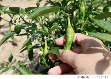 シシトウガラシ　畑に実る 90873247