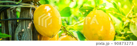 Lemon garden of Sorrento 90873273