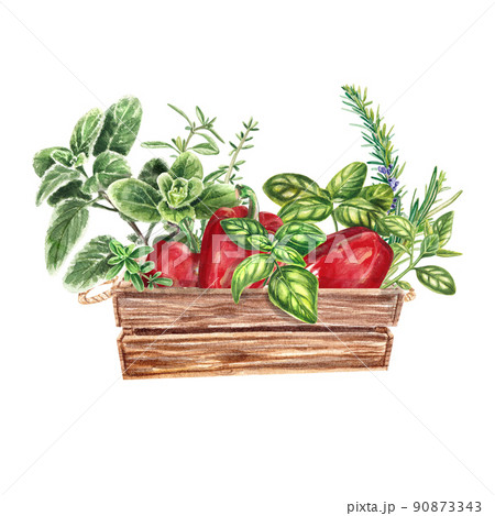 Red pepper and Provencal herbs: basil, rosemary, cumin, marjoram. Farm style. harvest, agriculture, Watercolor illustration is suitable for restaurant menus, leaflets, posters, textiles, postcards. 90873343