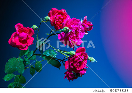Different flowers, adorable floral composition isolated over blue background in pink neon light. Concept of floristry, decorations, creativity, decor and ad 90873383