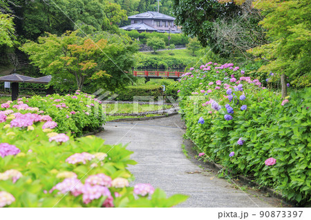 亀山公園　満開の花しょうぶと紫陽花 90873397