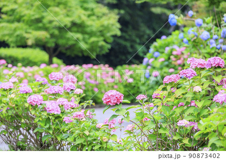 亀山公園　満開の花しょうぶと紫陽花 90873402