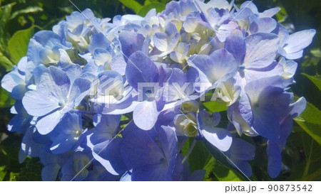 紫陽花 紫陽花 90873542