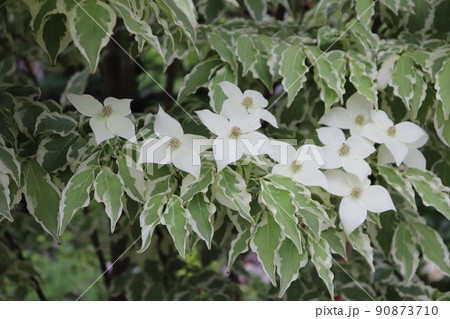 斑入りハナミズキ  ウルフアイ - 'Cornus kousa var.chinensis ‘Wol 斑入りハナミズキ  ウルフアイ - 'Cornus kousa var.chinensis ‘Wol 90873710