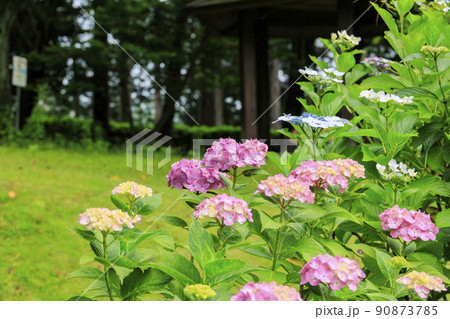 万葉の里公園　満開のあじさい 90873785