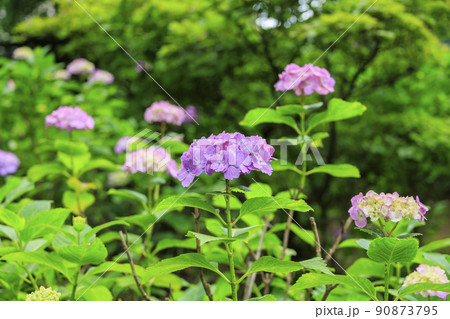 万葉の里公園 満開のあじさい 万葉の里公園 満開のあじさい 90873795