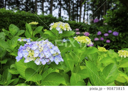 万葉の里公園 満開のあじさい 万葉の里公園 満開のあじさい 90873815