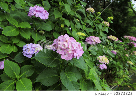 万葉の里公園 満開のあじさい 万葉の里公園 満開のあじさい 90873822