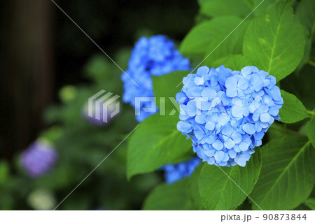 万葉の里公園 満開のあじさい 万葉の里公園 満開のあじさい 90873844