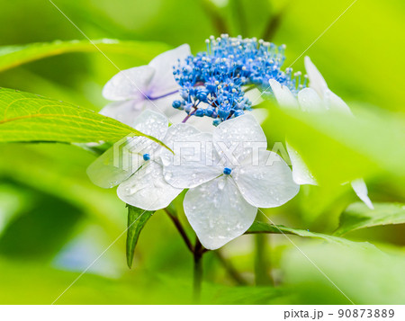 梅雨時期の景色 雨上がりの水滴が美しいアジサイ 梅雨時期の景色 雨上がりの水滴が美しいアジサイ 90873889