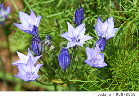 トリテレイア（ブローディア） 90873959