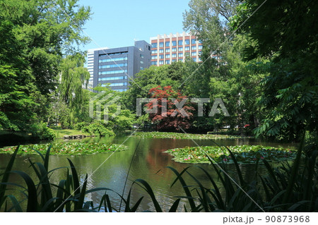 札幌市旧道庁の池に咲く睡蓮と建物(横) 札幌市旧道庁の池に咲く睡蓮と建物(横) 90873968
