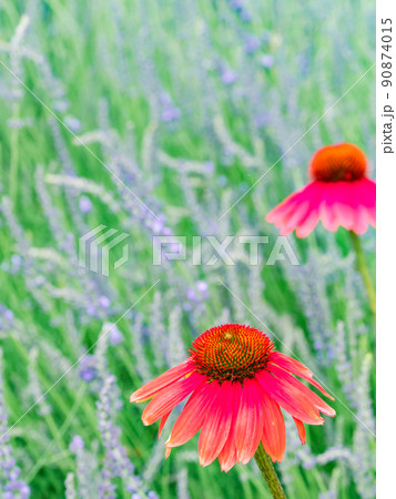 初夏の草花 華やかなエキナセアの花とラベンダーの写真素材