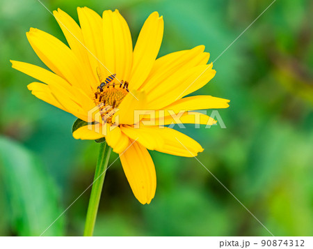 初夏のかわいい草花　満開のヘリアンサスとハナアブ 90874312