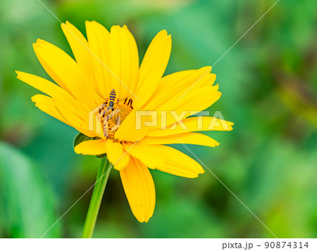 初夏のかわいい草花　満開のヘリアンサスとハナアブ 90874314