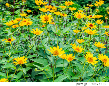 初夏のかわいい草花 満開のヘリアンサス 初夏のかわいい草花 満開のヘリアンサス 90874320