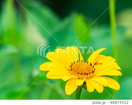 初夏のかわいい草花 満開のヘリアンサスとハナアブ 初夏のかわいい草花 満開のヘリアンサスとハナアブ 90874322