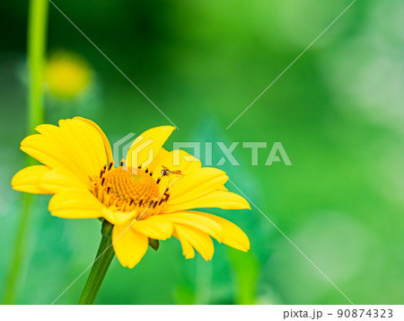 初夏のかわいい草花 満開のヘリアンサスとハナアブ 初夏のかわいい草花 満開のヘリアンサスとハナアブ 90874323