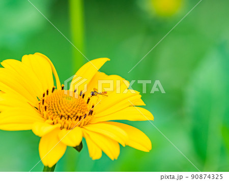 初夏のかわいい草花　満開のヘリアンサスとハナアブ 90874325