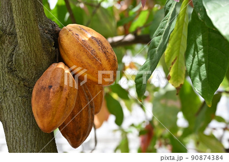 カカオの実と温室 90874384