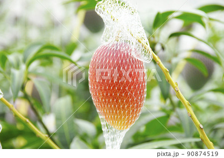 完熟マンゴー・マンゴー農家 完熟マンゴー・マンゴー農家 90874519