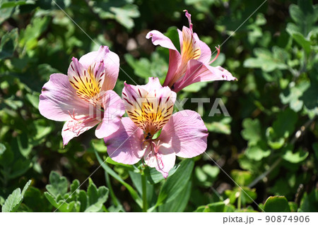 アルストロメリア（百合水仙） 90874906