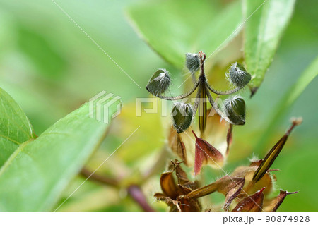 アメリカフウロ(被写界深度合成) アメリカフウロ(被写界深度合成) 90874928