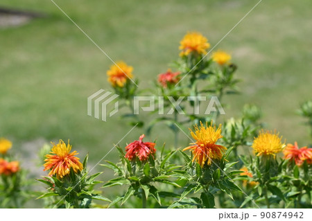 ベニバナ・キク科の花 ベニバナ・キク科の花 90874942
