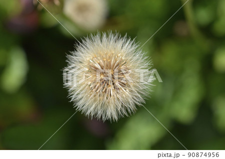 Greater hawkbit 90874956