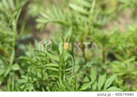 French marigold Linnaeus 90874980