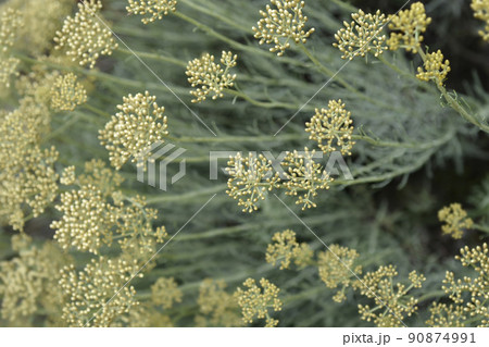 Italian everlasting flowers Italian everlasting flowers 90874991