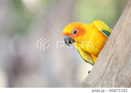 The mini parrot bird on stick tree 90875282