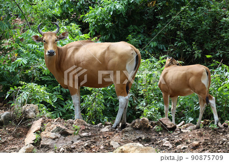 The female and baby red cow in nature garden The female and baby red cow in nature garden 90875709
