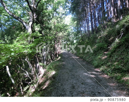 西山林道(大倉~二俣・鍋割山等)表丹沢県民の森・神奈川県秦野市 西山林道(大倉~二俣・鍋割山等)表丹沢県民の森・神奈川県秦野市 90875980
