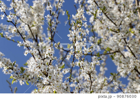 blooming in the springtime of the year fruit trees in the garden 90876030