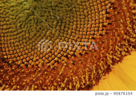 blooming yellow sunflowers in the summer season 90876104