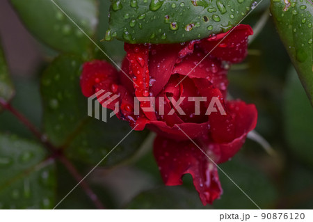 Beautiful red rose with water drops after the rain in the garden plot of the household 90876120