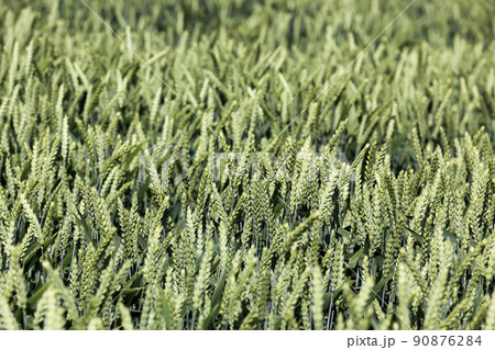 agricultural field with unripe green cereals 90876284