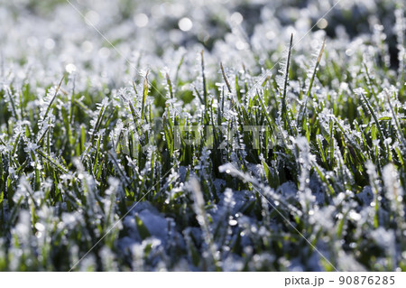 grass covered with white cold frost in the winter season grass covered with white cold frost in the winter season 90876285