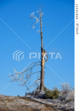 Winter coming. Last days of autumn, morning in mountain countryside peaceful picturesque hoarfrosted scene. Lonely big old dry fir tree. 90876357