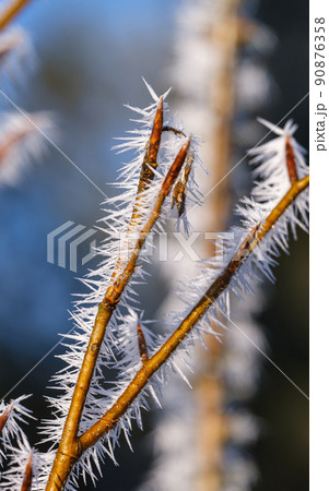Winter coming. Last days of autumn, morning hoarfrost on tree twig. Macro. 90876358