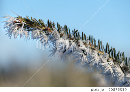 Winter coming. Last days of autumn, morning hoarfrost on fir tree twig. Macro. 90876359