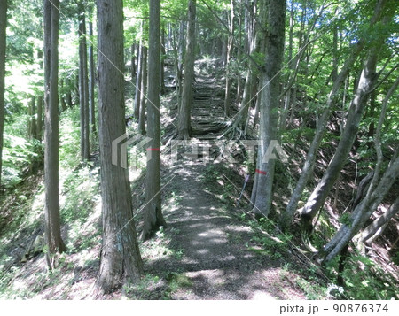 栗ノ木洞・登山道途中より(表丹沢県民の森・神奈川県秦野市) 栗ノ木洞・登山道途中より(表丹沢県民の森・神奈川県秦野市) 90876374