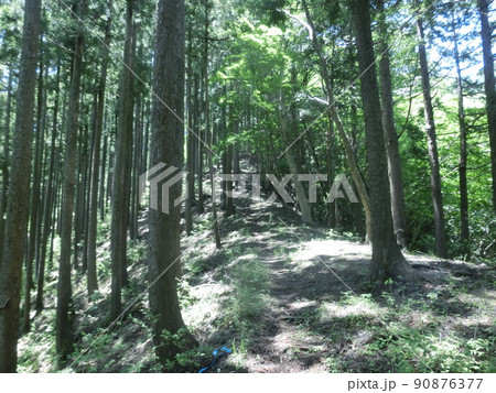 栗ノ木洞・登山道途中より（表丹沢県民の森・神奈川県秦野市） 90876377