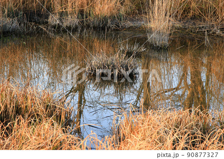 Regensburg, Germany, Autumn lake with dry reeds Regensburg, Germany, Autumn lake with dry reeds 90877327
