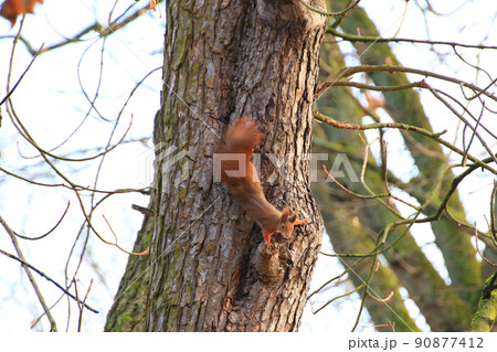 Regensburg, Germany, curious red squirrel peeking behind the tree trunk 90877412