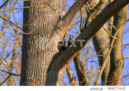 Regensburg, Germany, curious red squirrel peeking behind the tree trunk Regensburg, Germany, curious red squirrel peeking behind the tree trunk 90877442