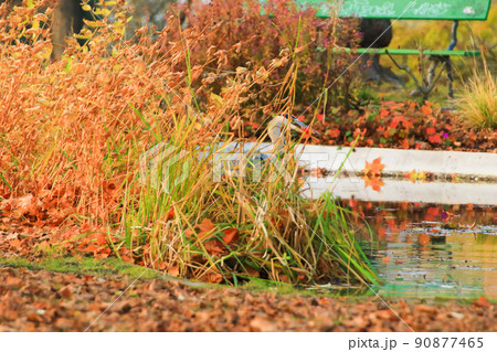 Regensburg, Germany, gray heron near a pond in Autumn season Regensburg, Germany, gray heron near a pond in Autumn season 90877465